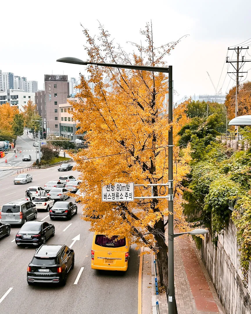 seoul travel guide: fall leaves